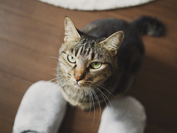 ガンを飛ばしてくるキジトラ猫