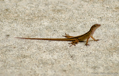 gecko photo by mbgphoto