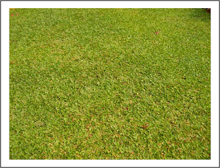  Rumput  Grinting Putih Mewarnai Sketsa Gambar  Rumput  Teki 