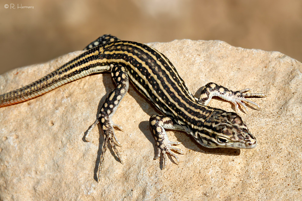fotosricardoh LAGARTIJA COLIRROJA Redtailed Spinyfooted Lizard