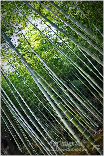 kansai japan 2013 9 bamboo grove arashiyama nishiki market kyoto 1