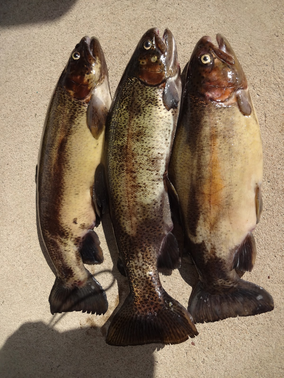 Extreme Philly Fishing Fishing for Trout Finding and Catching