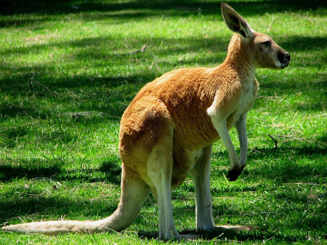 Everything About Animals and Beautiful Beaches: Kangaroo