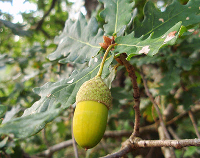 Cagiga (Quercus robur)border=