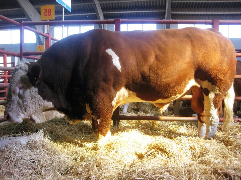 65 foto gambar sapi potong sapi limosin limousin 65 foto gambar sapi potong sapi limosin limousin