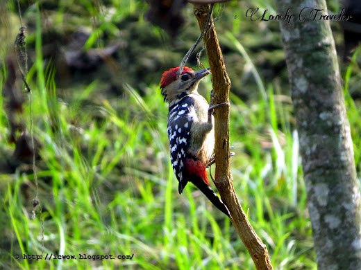 Fulvous-breasted woodpecker - Dendrocopos macei