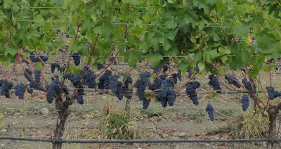 Grape vines loaded with purple grapes