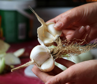 Nice juice garlic cloves Nice juice garlic cloves