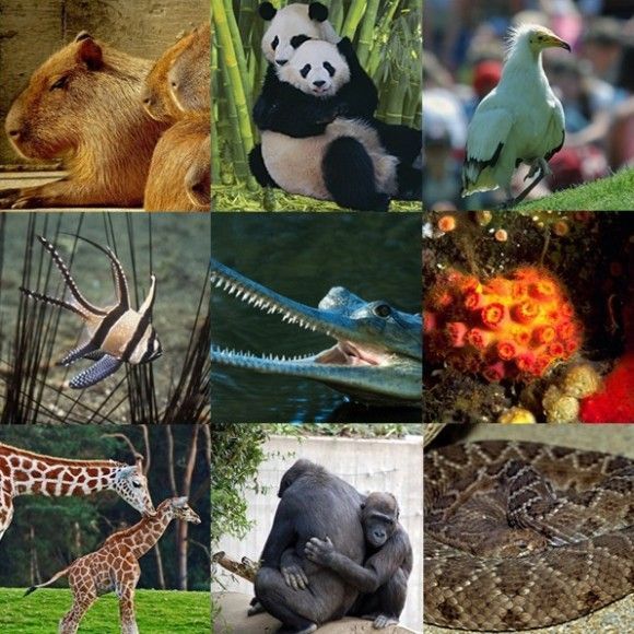 most endangered animals Zoo Animals