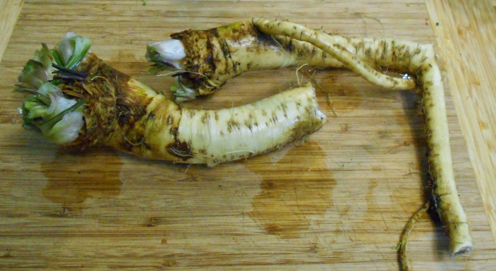 Daniel's Pacific NW Garden Horseradish. 11.16.14