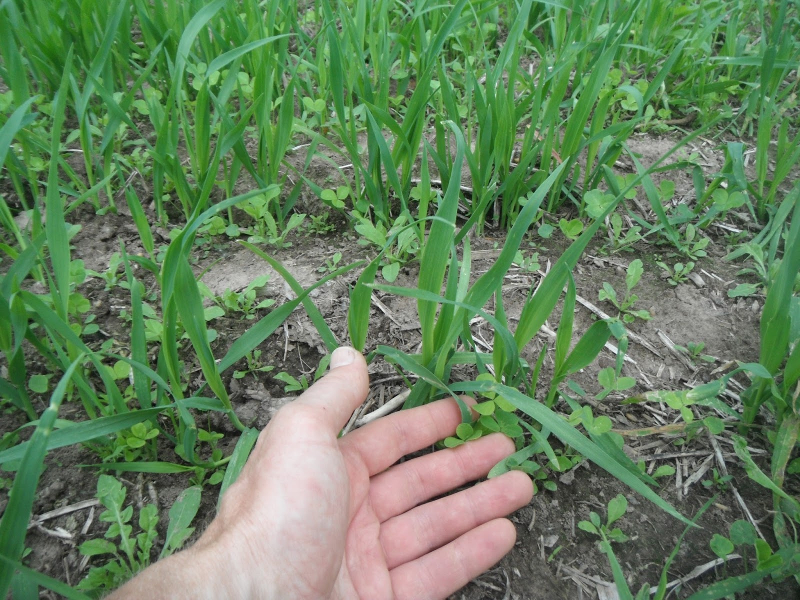 Grass Creek Farm Oats and Clover Are Up