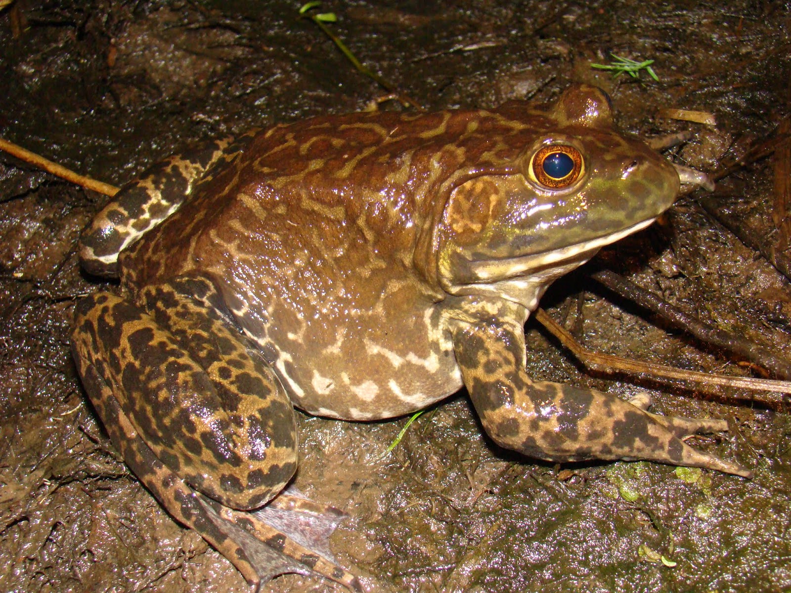 Earth and Space News North American Bullfrog Habitats Are Permanent