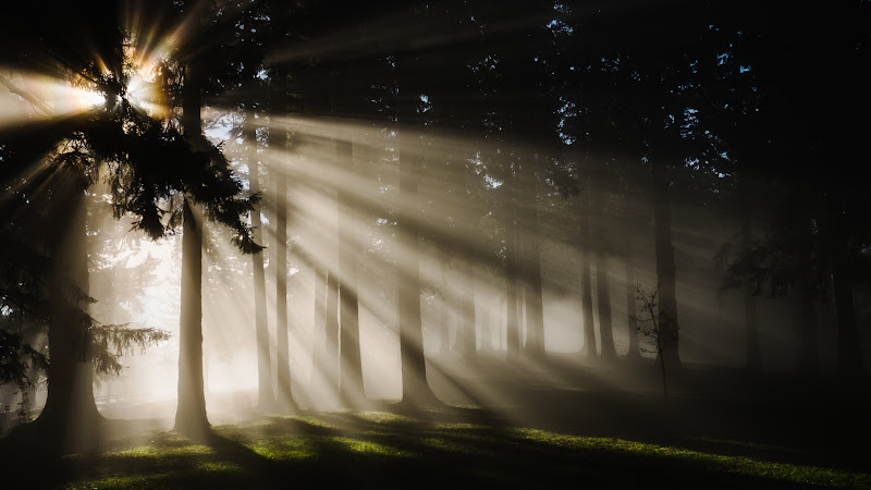 Sunlight through Forest Trees