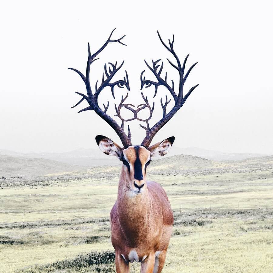 13-Deer-and-Puma-Luisa-Azevedo-www-designstack-co