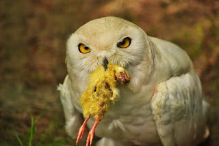 Makanan Burung Hantu Snowy Owl