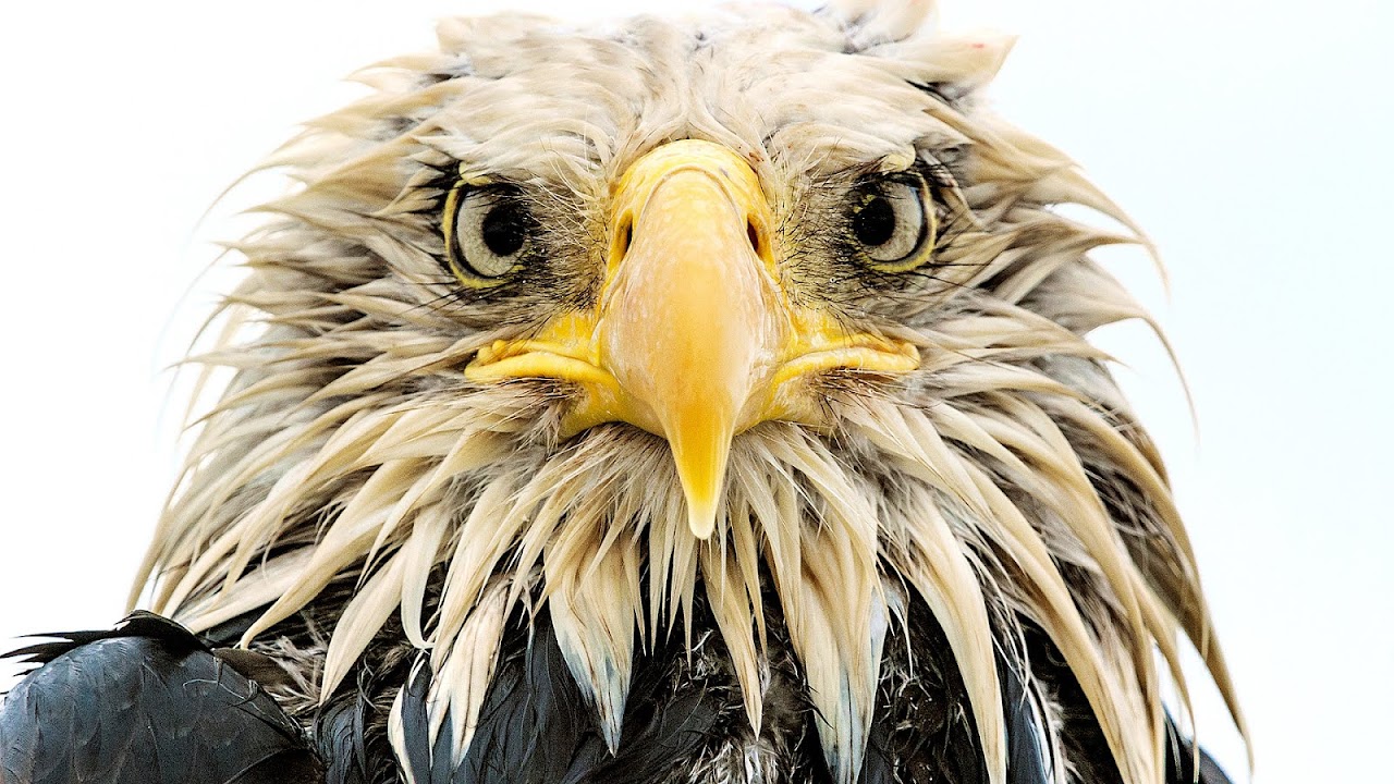 Are Eagles Still Endangered - Danger Choices