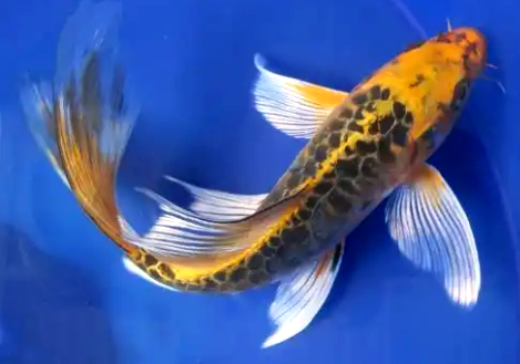 Jelaskan Jenis Ikan Mas Koki Yang Bagus Dan Cirinya