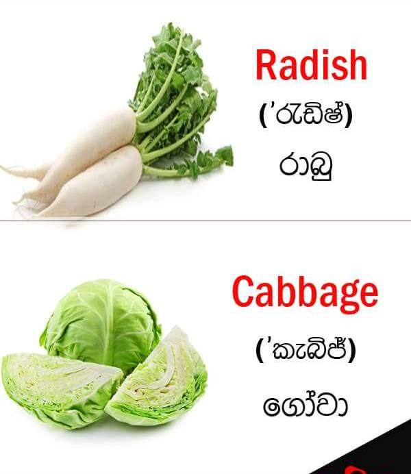 Vegetable names in English Sandy Foods Sri Lanka