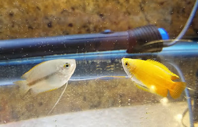 conditioning male and female honey gourami for breeding