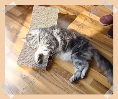cat-on