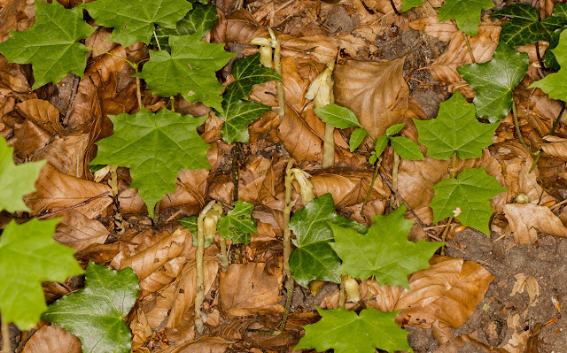 Yellow Bird's Nest, Monotropa hypopitys. High Elms Country Park, 20 July 2016. Yellow Bird's Nest, Monotropa hypopitys. High Elms Country Park, 20 July 2016.