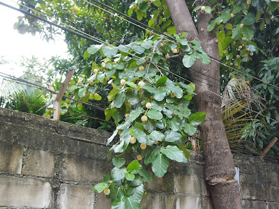  Gempol ( Nauclea orientalis )