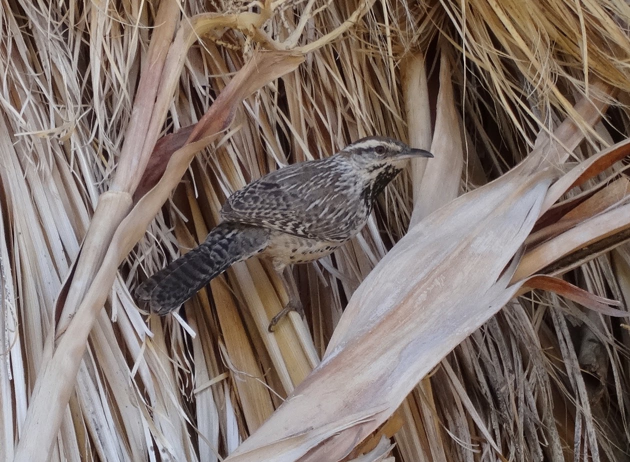 The Sam Wells Bug Page December Birds at Joshua Tree National Park