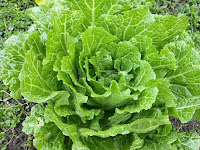 10 Sayur yang mengandung Vitamin C tinggi dan terbaik 10 Sayur yang mengandung Vitamin C tinggi dan terbaik