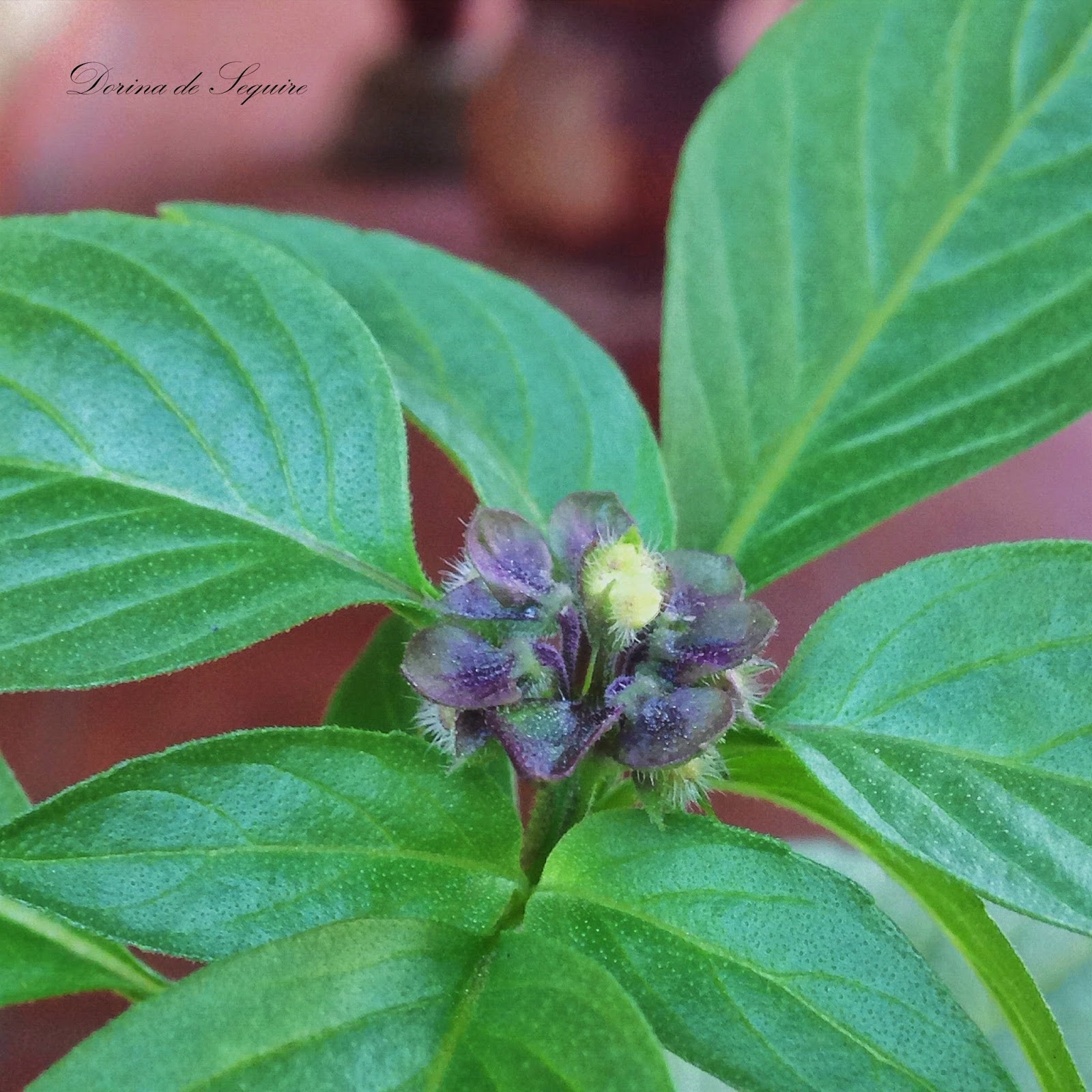 Dorina's Delight™ GARDEN UPDATE PART 10 THAI BASIL