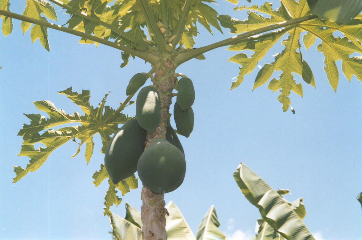 Arbol de papaya Arbol De Papaya