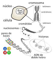 Célula ADN
