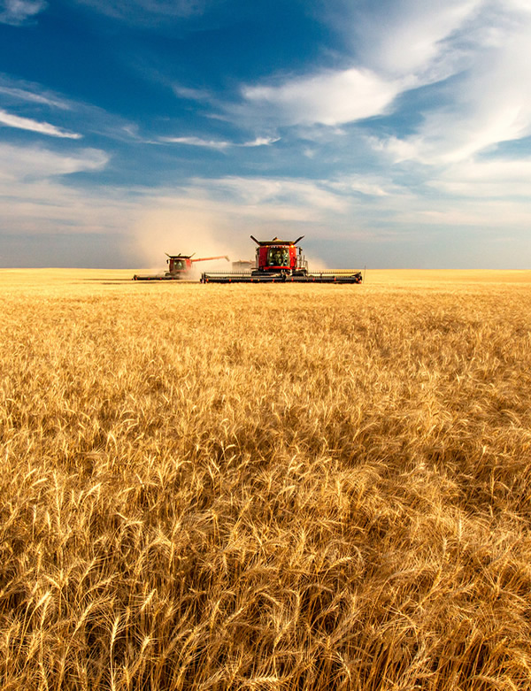 Harvesting wheat