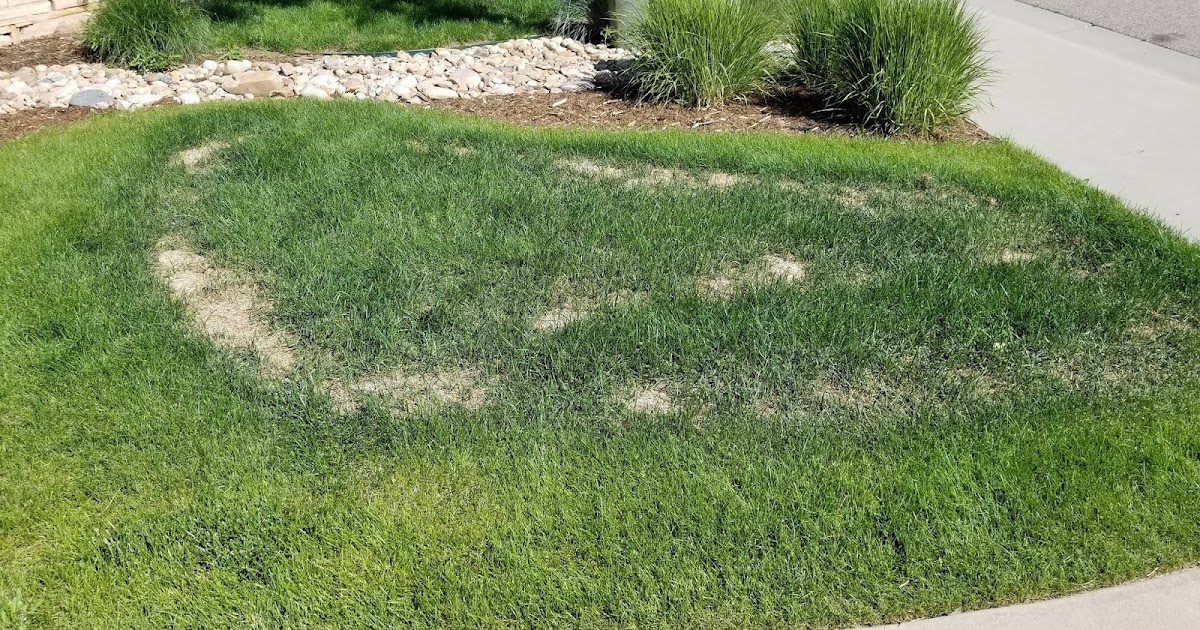 Co Horts Be Careful With Crabgrass Pre Emergent Herbicides