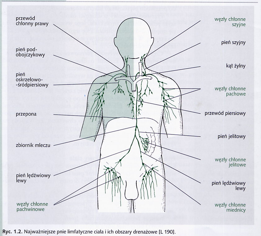Zaznacz Nazwy Narządów Które Wchodzą W Skład Układu Limfatycznego profrk-zapamietajtechwile
