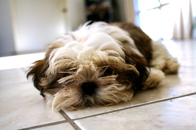 DEMARTITE ALERGIA OU SARNA?