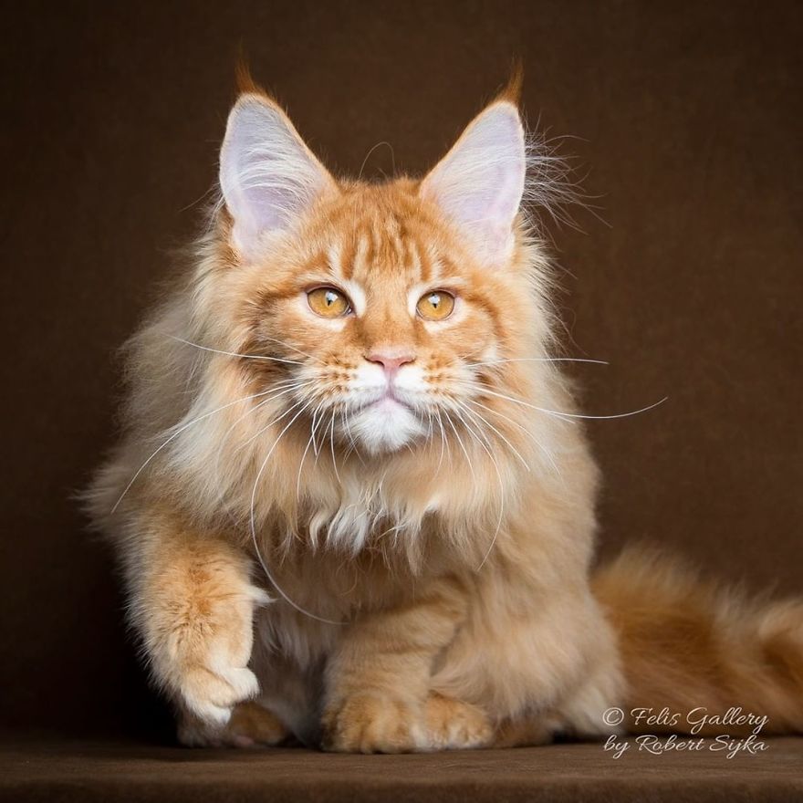 44 Breathtaking Pictures Show The Majestic Beauty Of Maine Coons