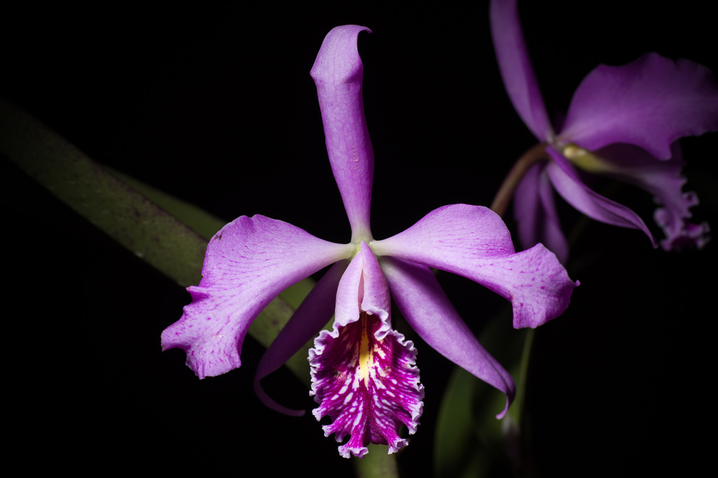 Grow and care Cattleya maxima orchid Cattleya malouana Epidendrum