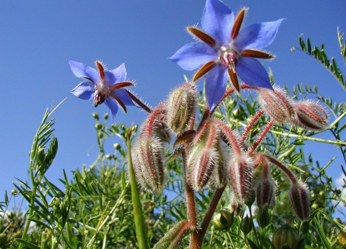 ulei de borago ulei de borago