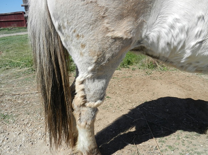 Willows Edge Farm Crisis Time Equine Pemphigus Dermatitis