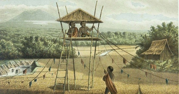 Tatacara Panen Padi di Tanah Sunda Kumeok Memeh Dipacok