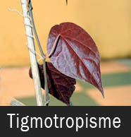 Gerak Tigmotropisme Gerak Tigmotropisme