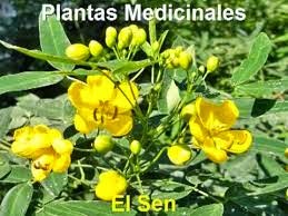 Planta de sen para adelgazar