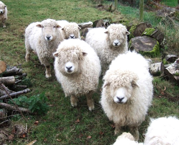 devon longwool, devon longwoolled sheep, about devon longwoolled sheep, devon longwoolled sheep appearance, devon longwoolled sheep breed, devon longwoolled sheep breed info, devon longwoolled sheep breed facts, devon longwoolled sheep behavior, devon longwoolled sheep care, caring devon longwoolled sheep, devon longwoolled sheep color, devon longwoolled sheep characteristics, devon longwoolled sheep coat color, devon longwoolled sheep development, devon longwoolled sheep ewes, devon longwoolled sheep facts, devon longwoolled sheep for meat, devon longwoolled sheep for wool, devon longwoolled sheep history, devon longwoolled sheep horns, devon longwoolled sheep info, devon longwoolled sheep images, devon longwoolled sheep lambs, devon longwoolled sheep meat, devon longwoolled sheep origin, devon longwoolled sheep photos, devon longwoolled sheep pictures, devon longwoolled sheep rarity, raising devon longwoolled sheep, devon longwoolled sheep rearing, devon longwoolled sheep size, devon longwoolled sheep temperament, devon longwoolled sheep tame, devon longwoolled sheep uses, devon longwoolled sheep varieties, devon longwoolled sheep weight, devon longwoolled sheep wool, devon longwoolled sheep wool production