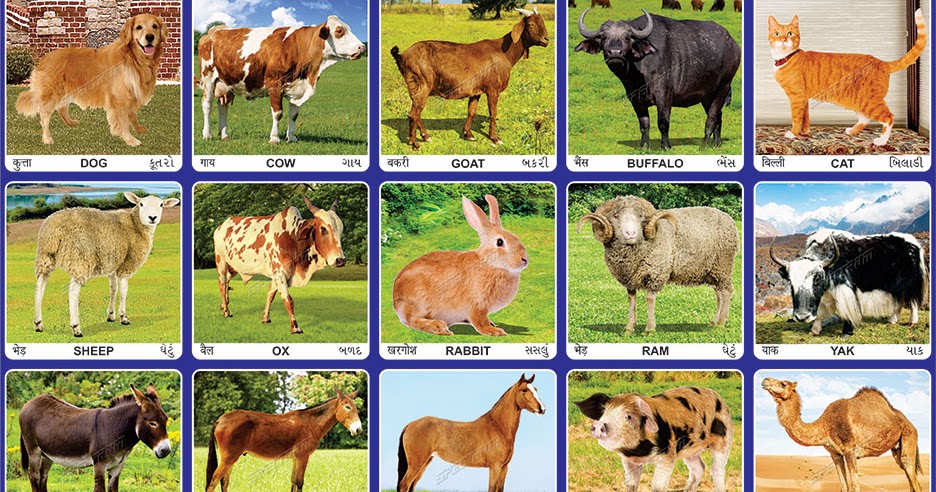 Spectrum Educational Charts: Chart 328 - Domestic Animals 2