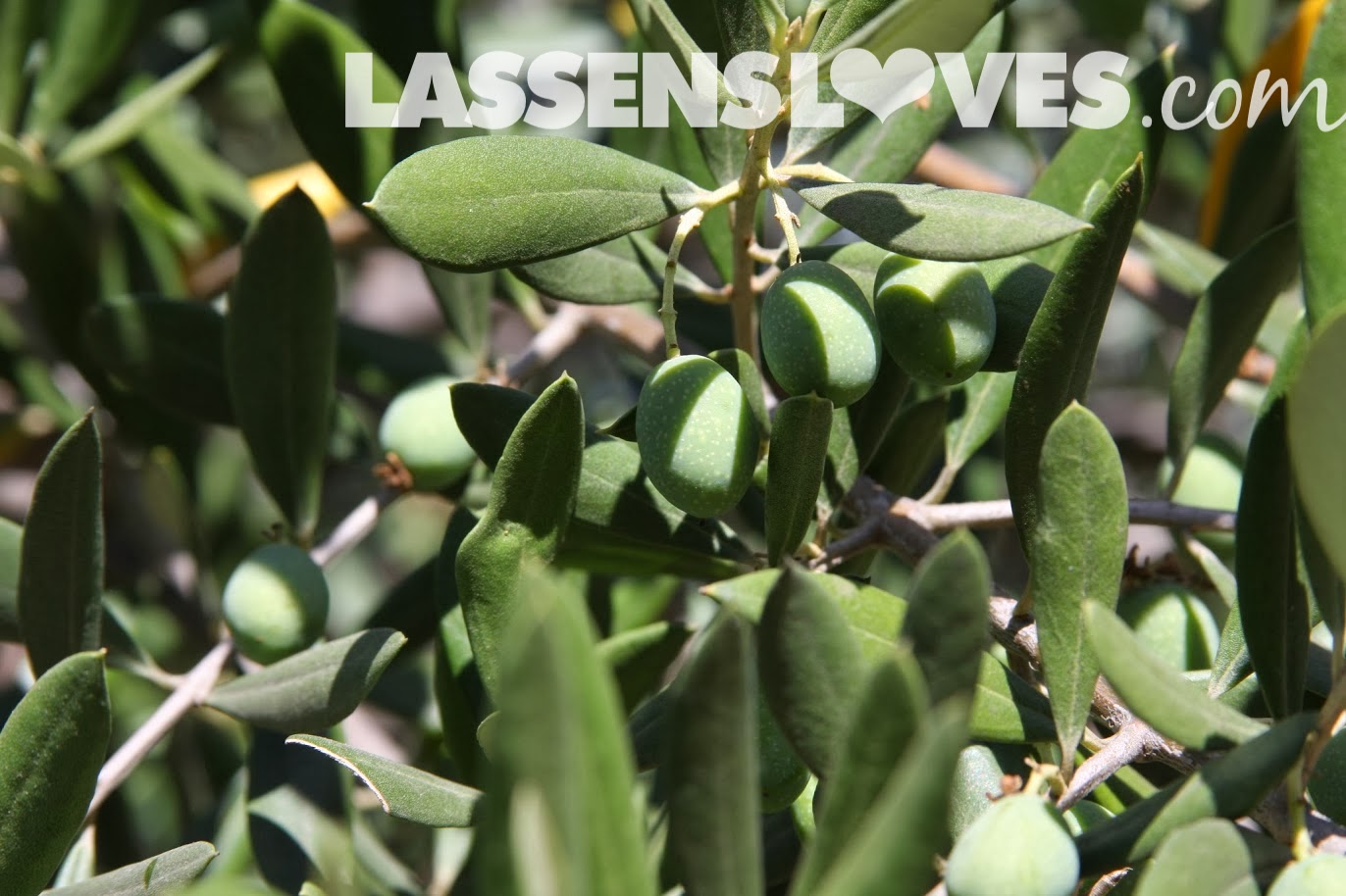 lassensloves.com, Lassen's, Lassens, Ojai+Olive+Oil, Olive+Oil 