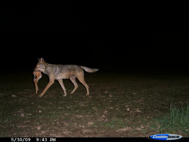 Wolves, Wolf Facts, Cougars, Cougar Facts, Coyotes, Coyote Facts