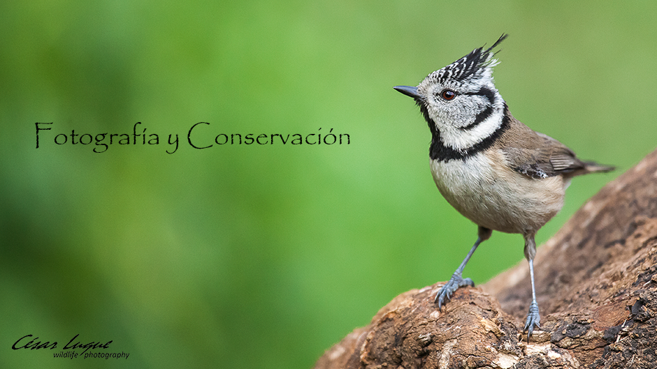 Fotografía y Conservación