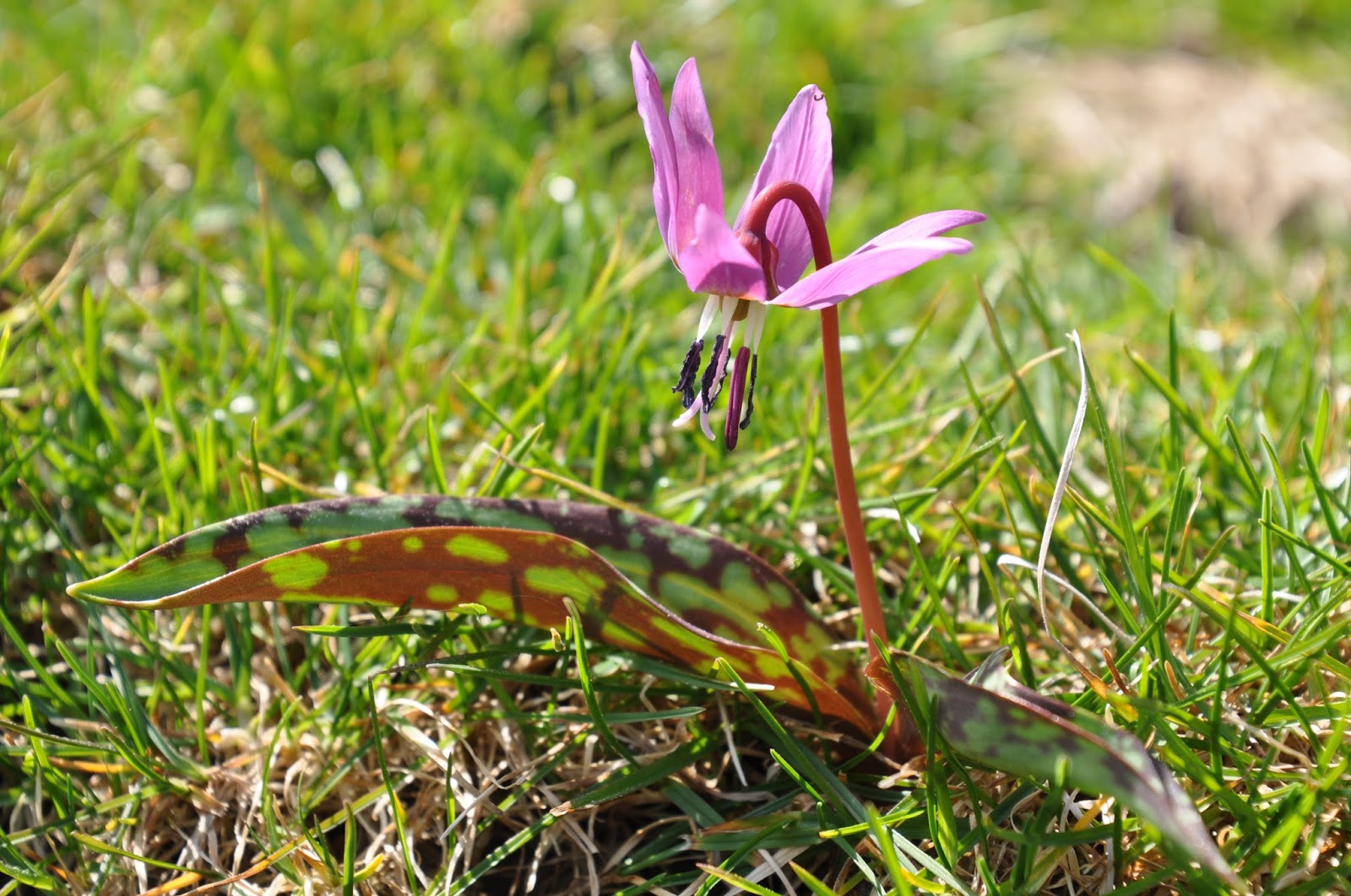Randonnées en Pays Basque et Pyrénées: Fleurs