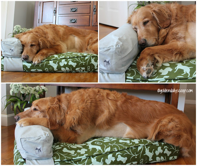 golden retriever laying and sleeping on molly mutt dog bed