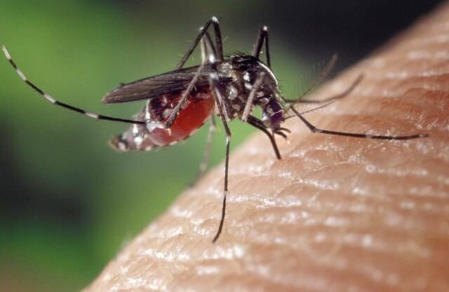 Chikungunya Treatment Home Remedies 